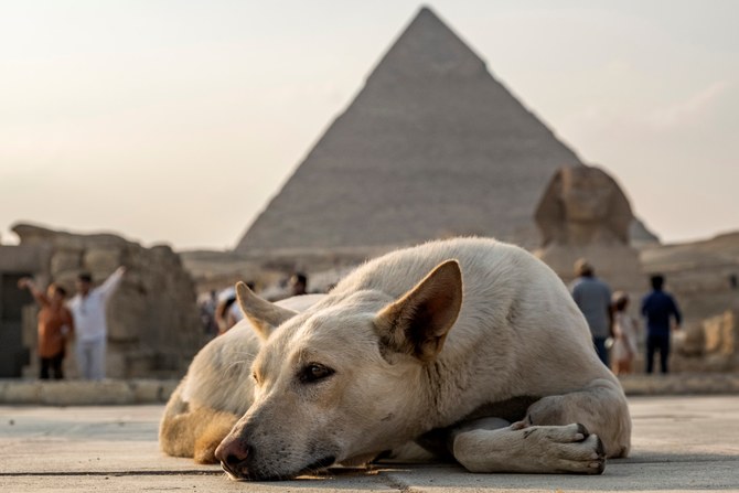 New dog breed ban in Egypt sparks controversy 