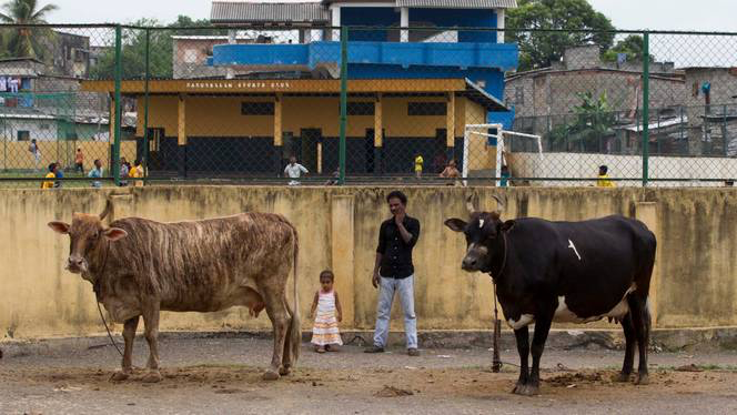 Sri Lankan Muslims to host modest Eid feasts as livestock prices double