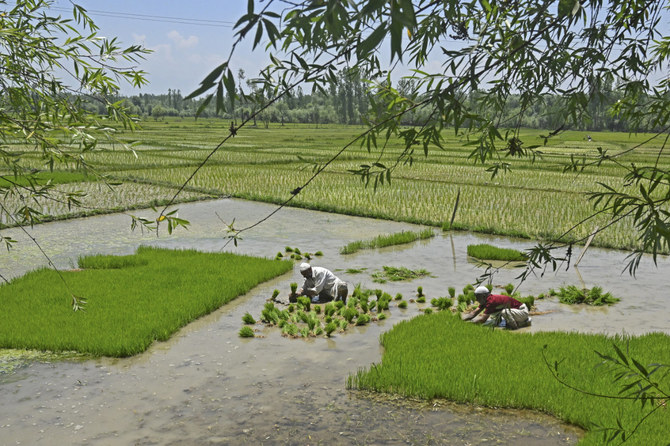 Rice to get costlier as weather, India’s farm perks threaten supply
