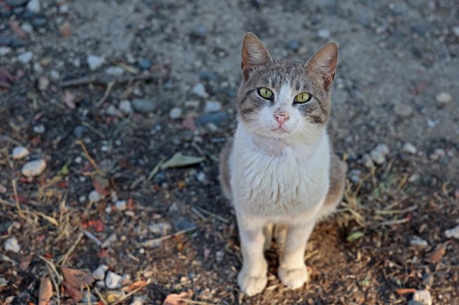Viral disease killing felines on ‘cat island’ Cyprus