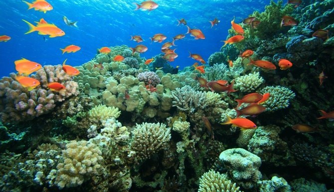 Saudi AI project helping to preserve Red Sea marine life