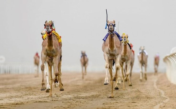 $41,000 in prizes up for grabs in race for female jockeys at the Crown Prince Camel Festival