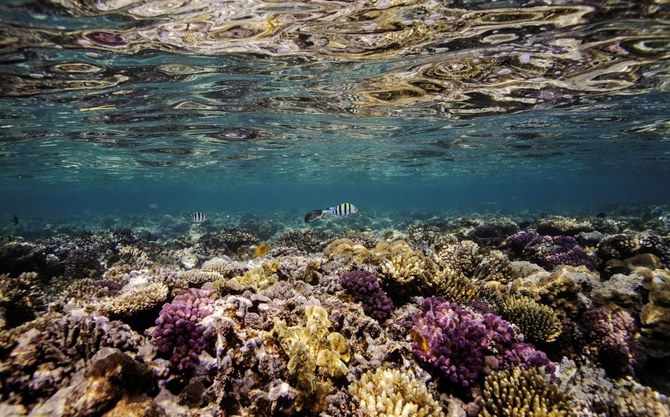 $18m ideas program launched to protect world’s coral reefs