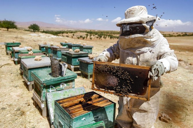 Syrian beekeepers battle both war and climate change