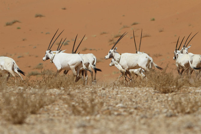 UNESCO listing of Uruq Bani Ma’arid Reserve puts Saudi conservation efforts in the limelight