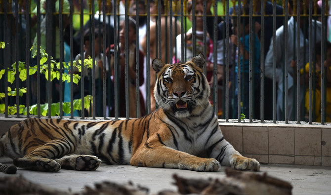 Pakistan zoo shut down after mystery tiger attack