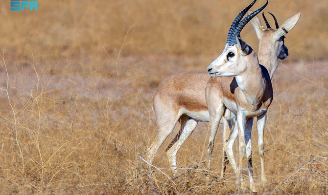 More than 220 endangered species reintroduced to wild in Saudi royal reserves over past 3 years