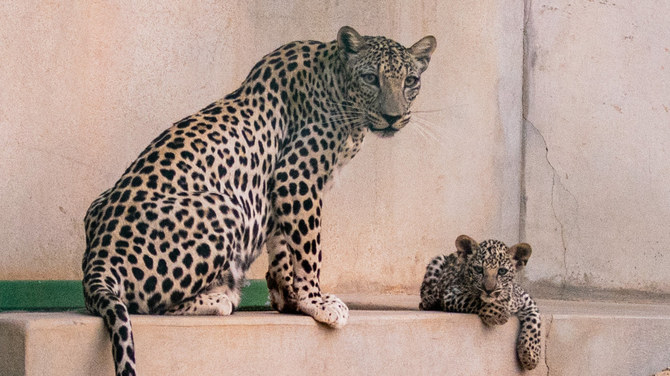 How a Saudi rewilding scheme is bringing the Arabian leopard back from the brink of extinction 