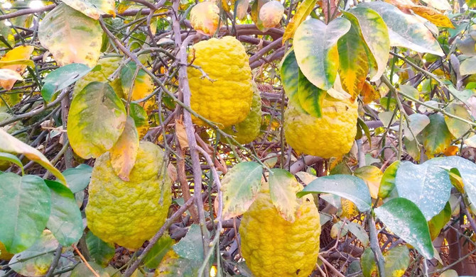 Citron is a versatile fruit that has found its way into many Saudi traditional dishes, juices, and drinks. (SPA)
