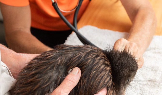 New Zealand opens first ‘kiwi hospital’ for injured birds