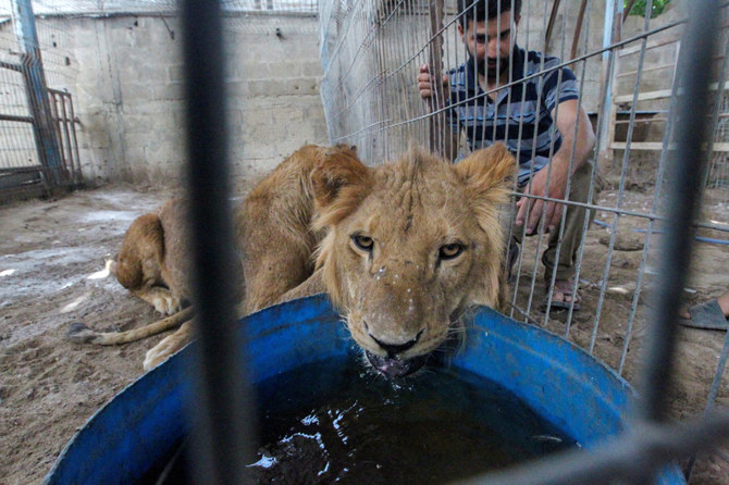 Gaza zookeeper fears for his animals after fleeing Rafah