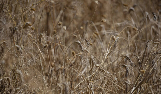 Algeria buys about 400,000 tons durum wheat in tender, traders say