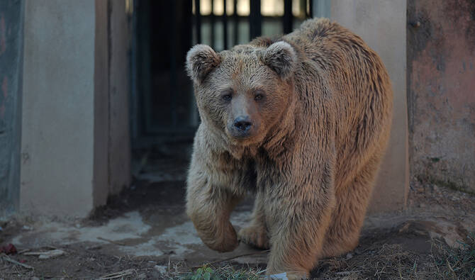 Brown bear Rano airlifted from Karachi in court-ordered relocation amid welfare outcry