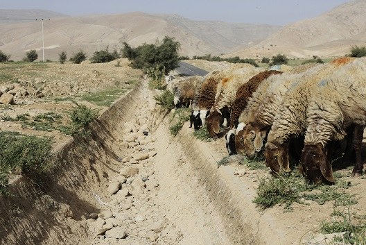 Middle East needs region-wide plan to tackle climate change