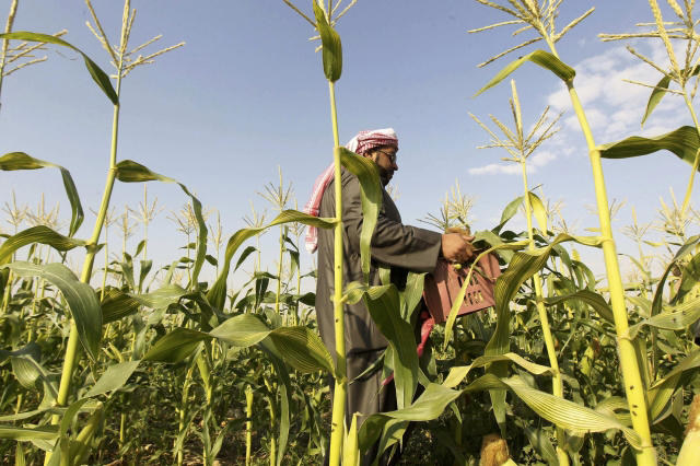 How public policy can boost food security in the Arab world