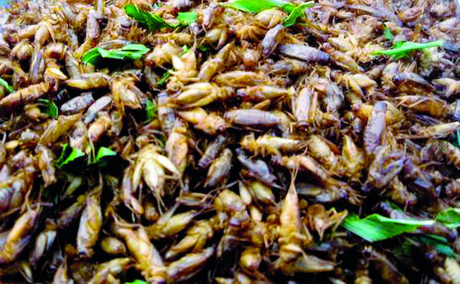 People told not to eat pesticide-laced locusts