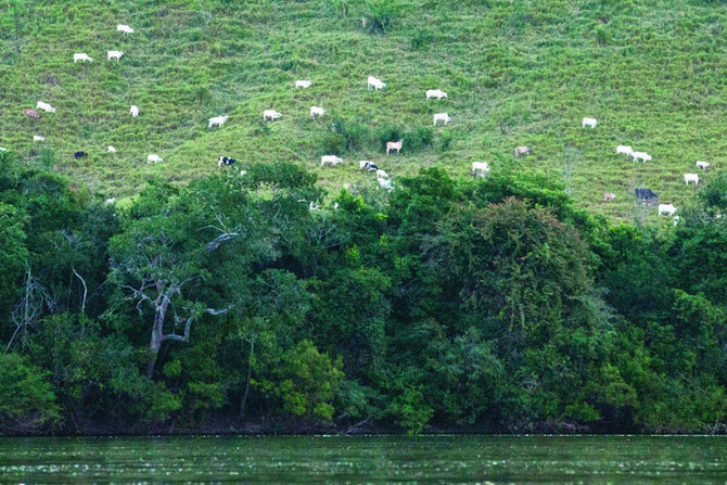 Cattle ranching goes green in the Brazilian Amazon