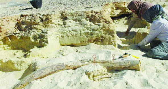 325,000-year-old elephant tusks found in Nafud Desert
