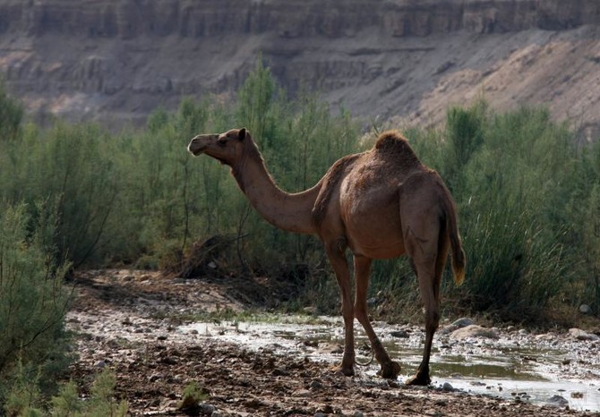 WHO looking into study linking MERS to camels