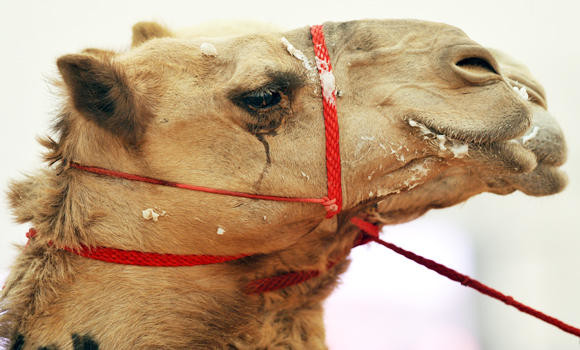 MERS-camel link confirmed