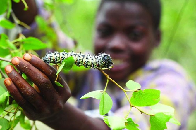 Zimbabwe’s mopane worms: A diet staple and a delicacy