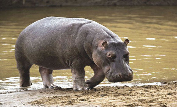 Vincent the hippo becomes dish for Zulu king