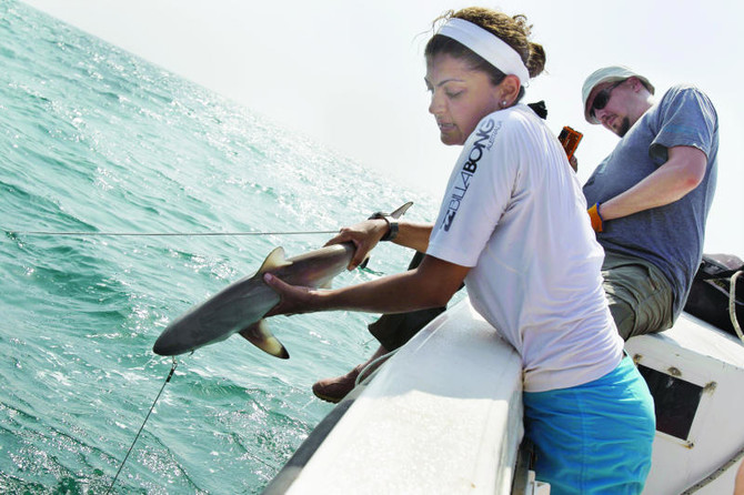 Shark finning hitting Gulf sharks hard