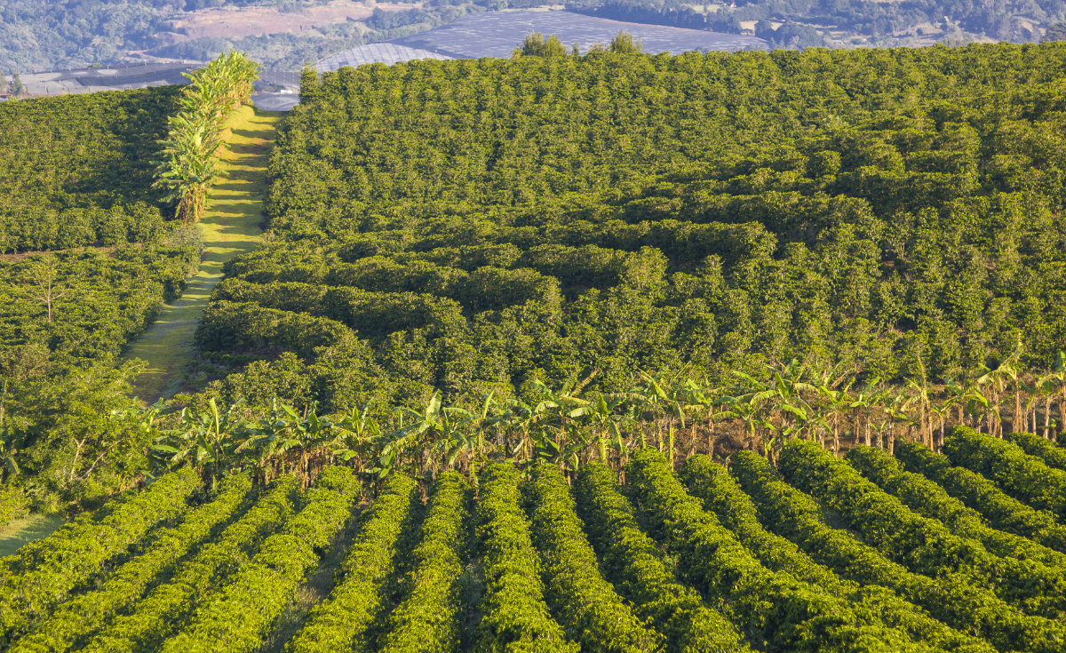 costa banana and coffee plantation