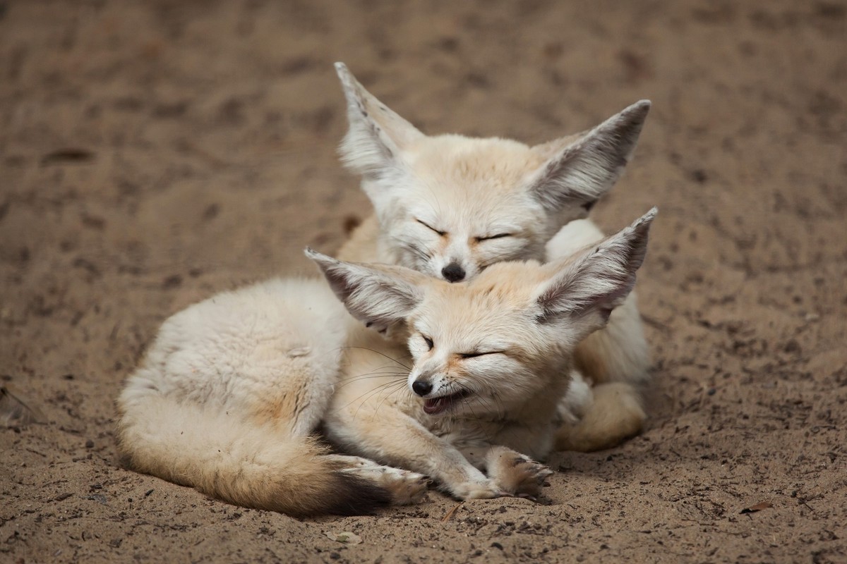 Meet the cutest desert animals that can survive in harsh conditions